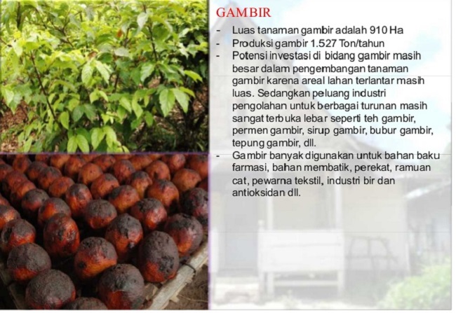 gambar-gambir.jpg